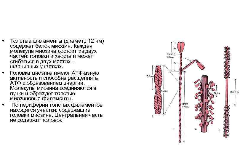  • • • Толстые филаменты (диаметр 12 нм) содержат белок миозин. Каждая молекула
