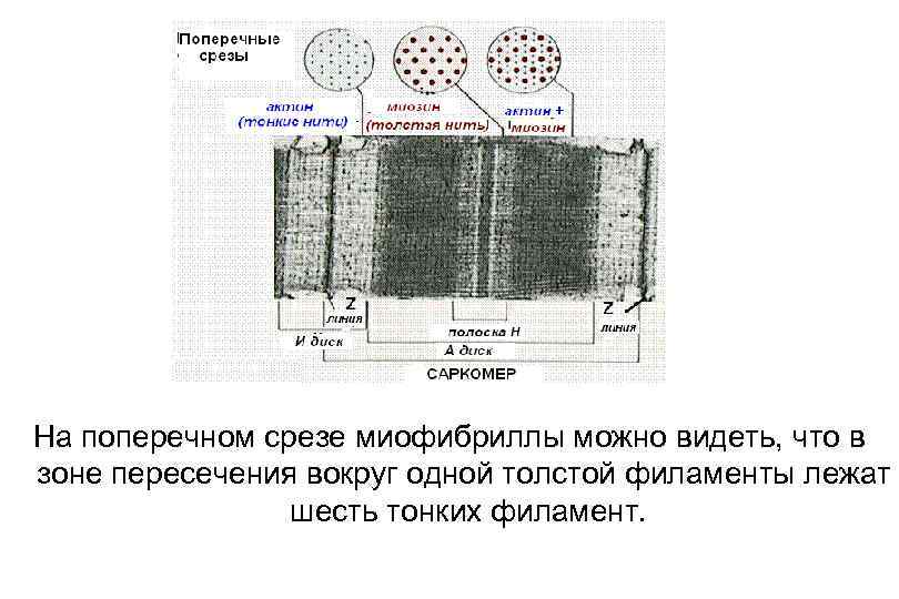 На поперечном срезе миофибриллы можно видеть, что в зоне пересечения вокруг одной толстой филаменты