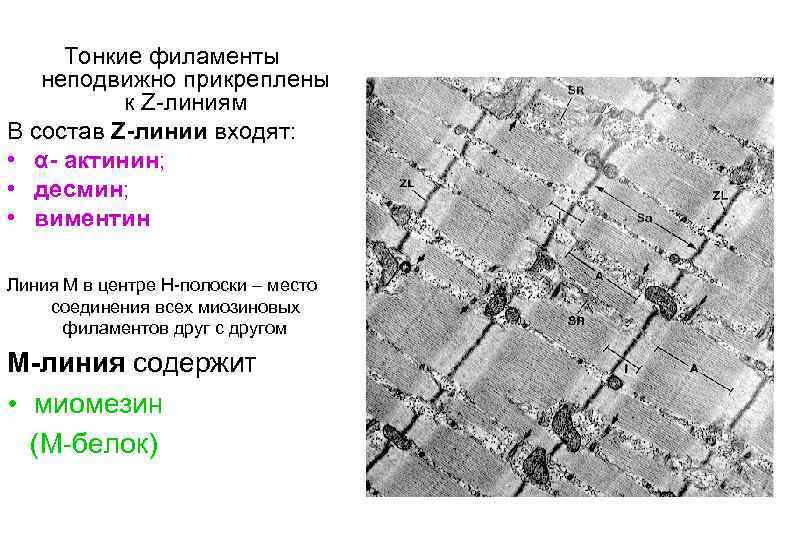 Тонкие филаменты неподвижно прикреплены к Z-линиям В состав Z-линии входят: • α- актинин; •