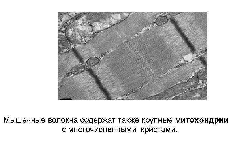 Мышечные волокна содержат также крупные митохондрии с многочисленными кристами. 