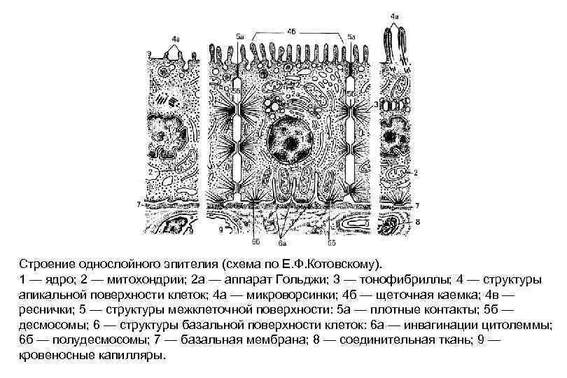 Строение однослойного эпителия (схема по Е. Ф. Котовскому). 1 — ядро; 2 — митохондрии;