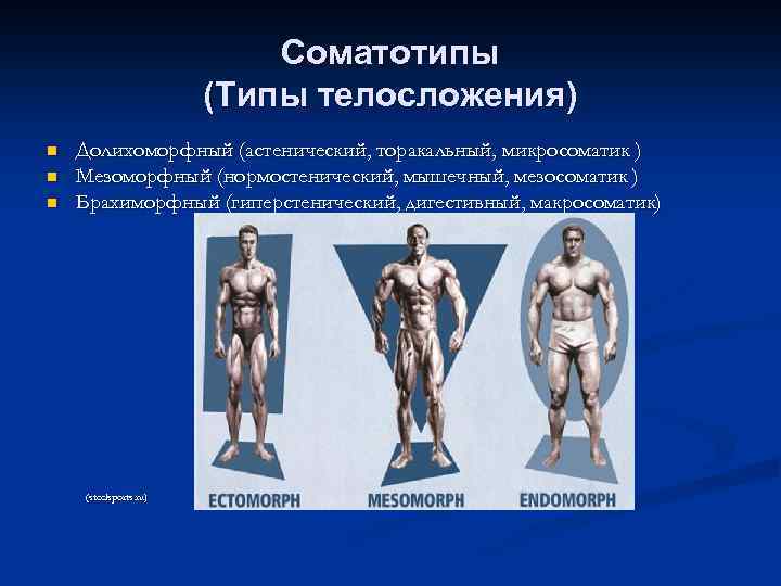 Соматотипы (Типы телосложения) n n n Долихоморфный (астенический, торакальный, микросоматик ) Мезоморфный (нормостенический, мышечный,