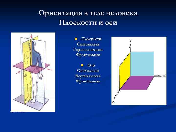 Ориентация в теле человека Плоскости и оси Плоскости Сагитальная Горизонтальная Фронтальная n Оси Сагитальная