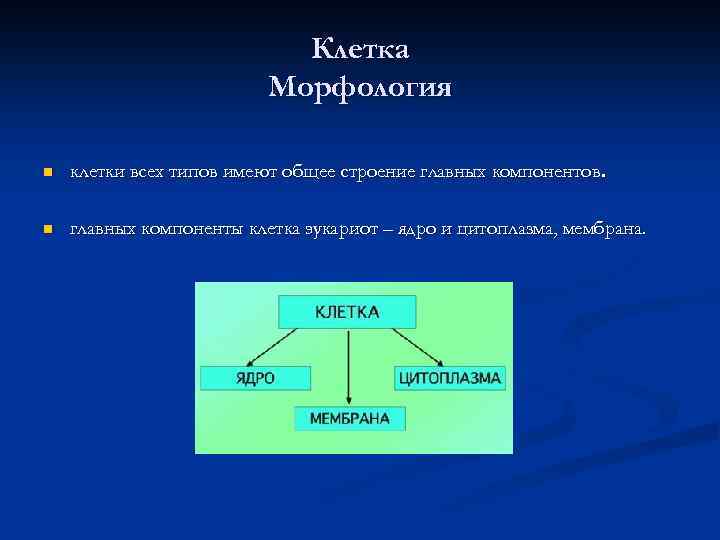 Клетка Морфология n клетки всех типов имеют общее строение главных компонентов. n главных компоненты