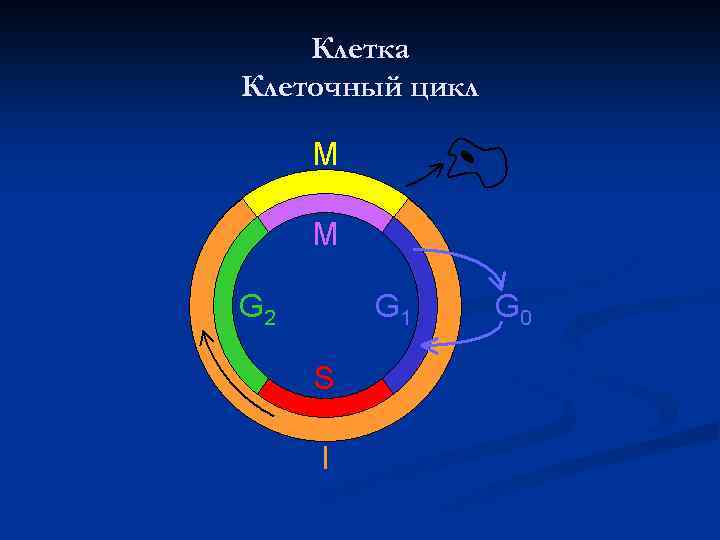 Клетка Клеточный цикл 