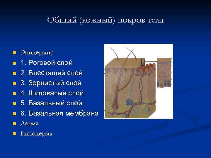 Общий тел. Строение общего Покрова тела. Общий Покров тела человека. Общий кожный Покров. Кожный Покров тела.