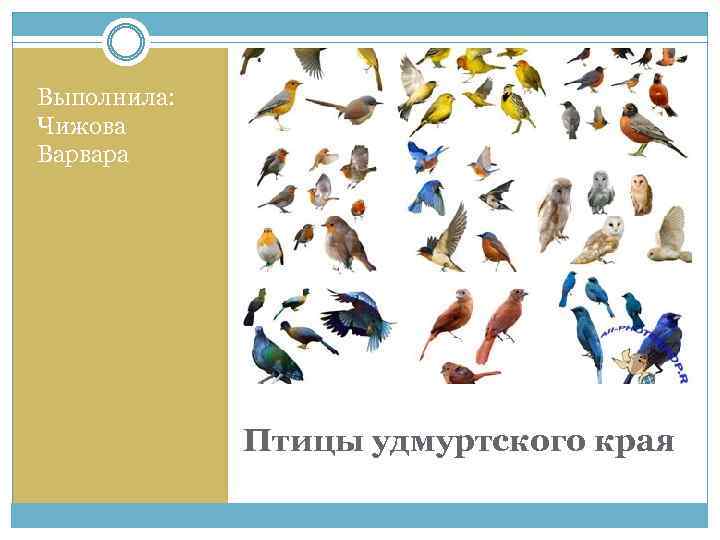 Выполнила: Чижова Варвара Птицы удмуртского края 