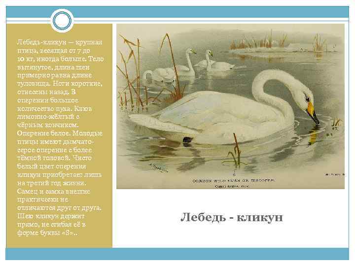 Лебедь-кликун — крупная птица, весящая от 7 до 10 кг, иногда больше. Тело вытянутое,