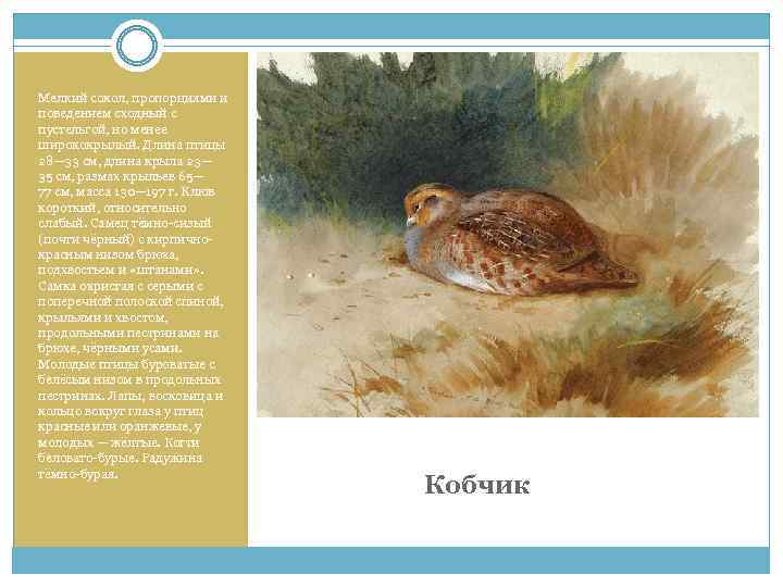 Мелкий сокол, пропорциями и поведением сходный с пустельгой, но менее ширококрылый. Длина птицы 28—