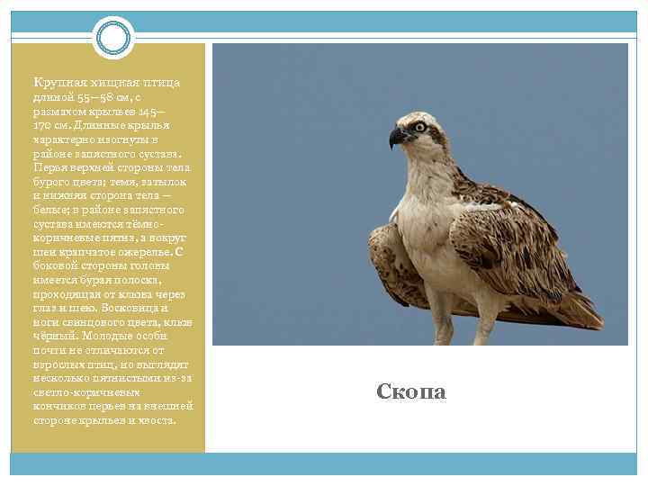 Крупная хищная птица длиной 55— 58 см, с размахом крыльев 145— 170 см. Длинные