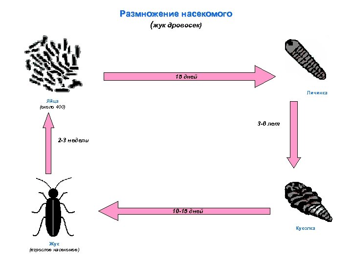 Размножение насекомого (жук дровосек) 15 дней Личинка Яйца (около 400) 3 -6 лет 2