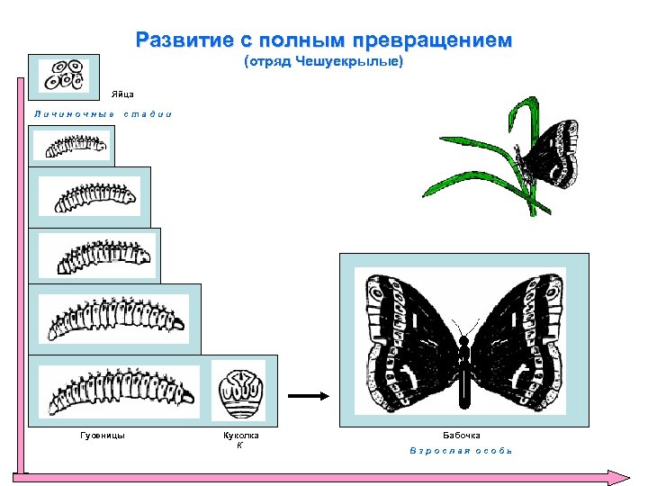 Развитие с полным превращением (отряд Чешуекрылые) Яйца Личиночные стадии Гусеницы Куколка К Бабочка Взрослая