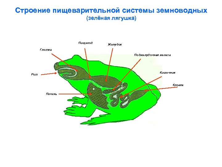 Строение пищеварительной системы земноводных (зелёная лягушка) Пищевод Желудок Глотка Поджелудочная железа Кишечник Рот Клоака