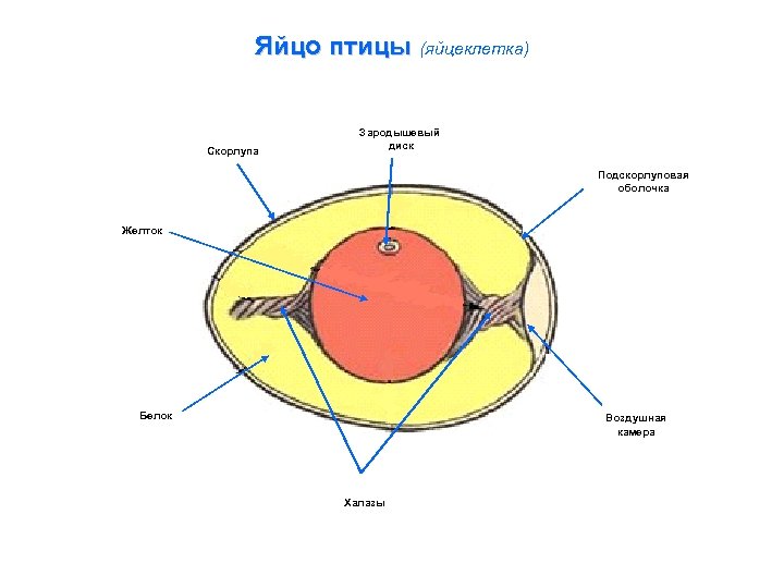 Яйцо птицы (яйцеклетка) Скорлупа Зародышевый диск Подскорлуповая оболочка Желток Белок Воздушная камера Халазы 
