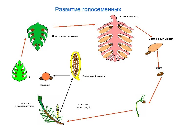 Развитие голосеменных Зрелая шишка Опыленная шишечка Семя с крылышком Семя Пыльцевой мешок Пыльца Шишечка