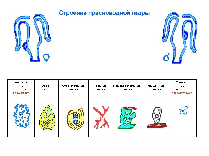 Строение пресноводной гидры Женская половая клетка (яйцеклетка) Клетки тела Стрекательные клетки Нервные клетки Пищеварительные