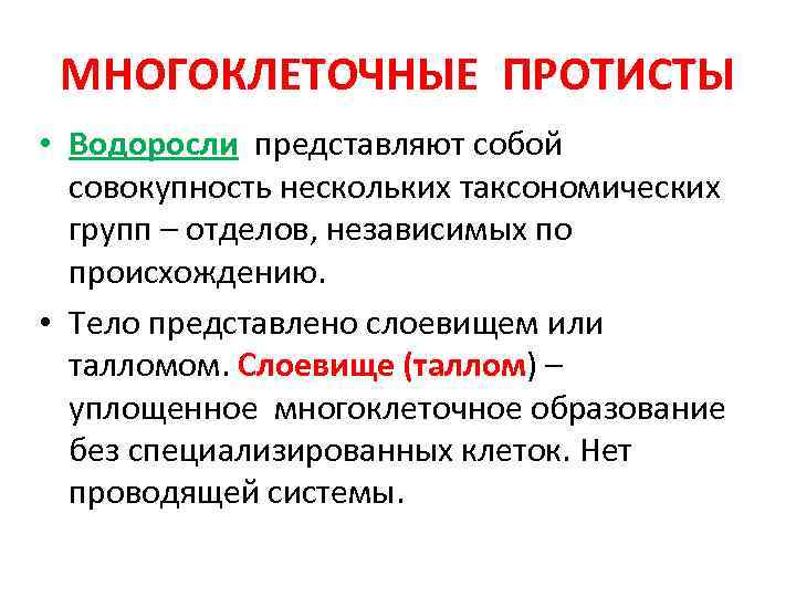 МНОГОКЛЕТОЧНЫЕ ПРОТИСТЫ • Водоросли представляют собой совокупность нескольких таксономических групп – отделов, независимых по