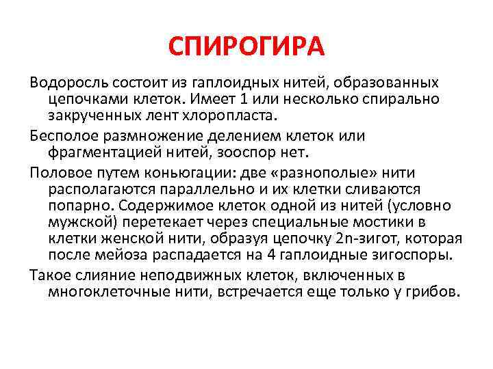 СПИРОГИРА Водоросль состоит из гаплоидных нитей, образованных цепочками клеток. Имеет 1 или несколько спирально