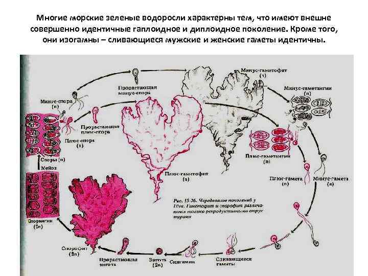 Многие морские зеленые водоросли характерны тем, что имеют внешне совершенно идентичные гаплоидное и диплоидное