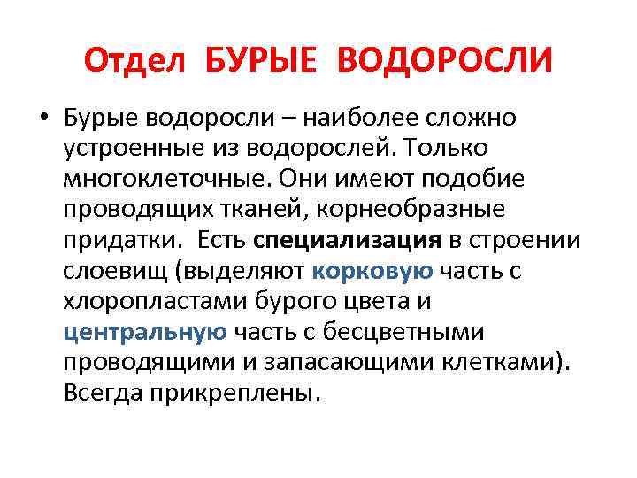Отдел БУРЫЕ ВОДОРОСЛИ • Бурые водоросли – наиболее сложно устроенные из водорослей. Только многоклеточные.