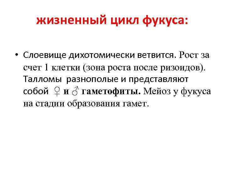 жизненный цикл фукуса: • Слоевище дихотомически ветвится. Рост за счет 1 клетки (зона роста