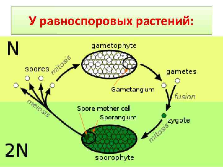У равноспоровых растений: 