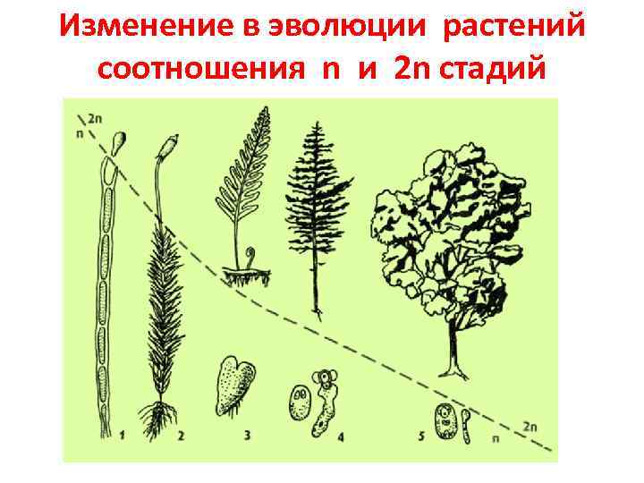 Изменение в эволюции растений соотношения n и 2 n стадий 