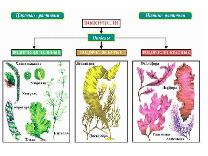 Какие отделы растений показаны на рисунке. Классификация водорослей 6 класс биология схема. Отдел зеленые водоросли систематика. Зеленые водоросли схема. Отдел водоросли зеленые красные бурые.