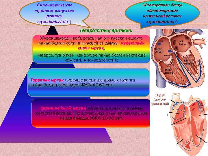 Сино-атриальды түйіннің импульті реттеу мүмкіндінгінің ↓ Миокардтың басқа аймақтарында импульсті реттеу мүмкіндігінің ↑ Гетеротоптық