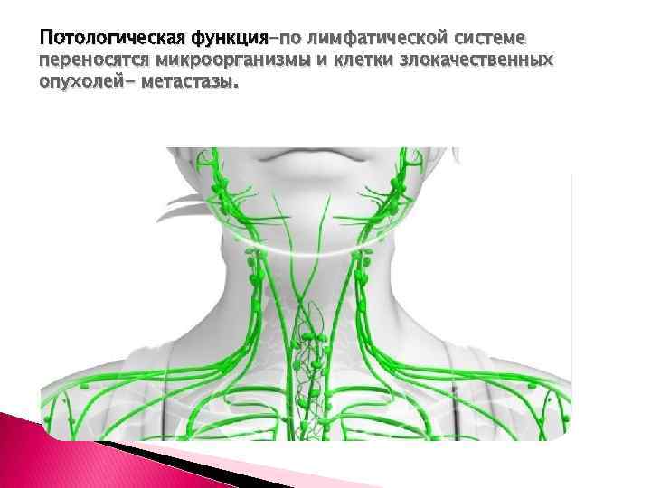 Потологическая функция-по лимфатической системе переносятся микроорганизмы и клетки злокачественных опухолей- метастазы. 