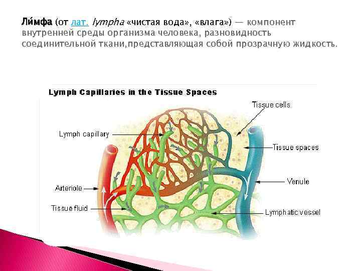 Ли мфа (от лат. lympha «чистая вода» , «влага» ) — компонент внутренней среды
