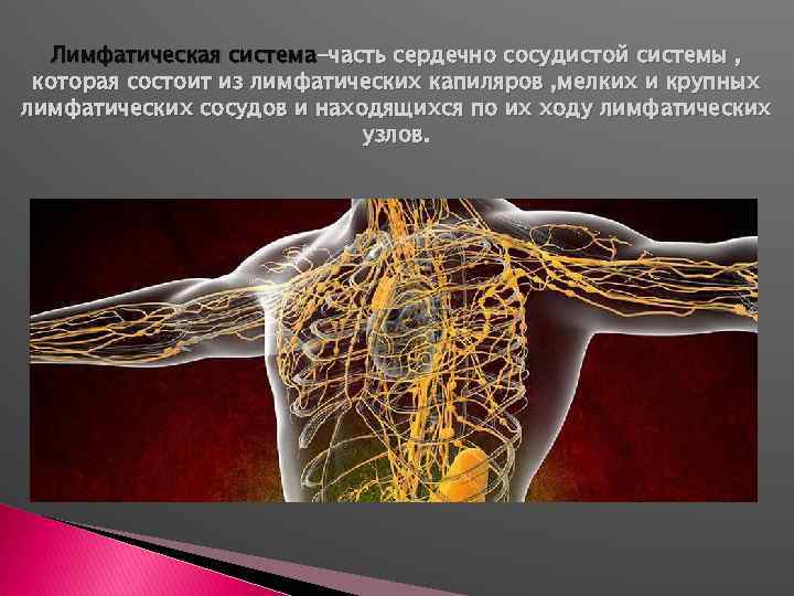 Лимфатическая система-часть сердечно сосудистой системы , которая состоит из лимфатических капиляров , мелких и