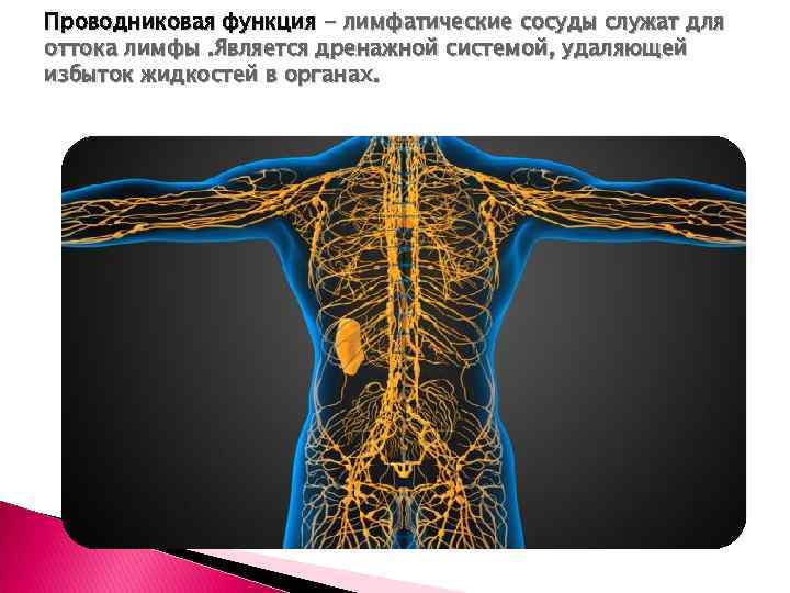 Проводниковая функция - лимфатические сосуды служат для оттока лимфы. Является дренажной системой, удаляющей избыток