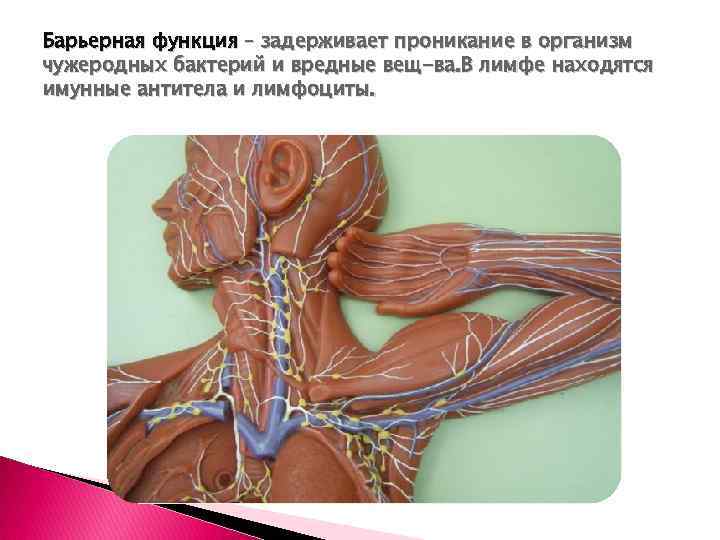 Барьерная функция – задерживает проникание в организм чужеродных бактерий и вредные вещ-ва. В лимфе