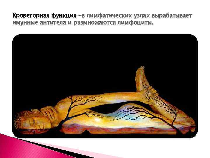 Кроветорная функция -в лимфатических узлах вырабатывает имунные антитела и размножаются лимфоциты. 