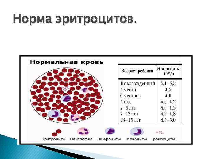 Норма эритроцитов. 