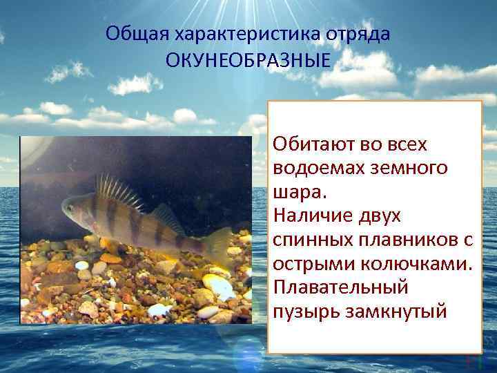Общая характеристика отряда ОКУНЕОБРАЗНЫЕ Обитают во всех водоемах земного шара. Наличие двух спинных плавников
