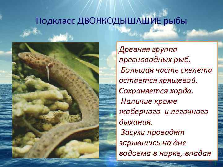 Подкласс ДВОЯКОДЫШАШИЕ рыбы Древняя группа пресноводных рыб. Большая часть скелета остается хрящевой. Сохраняется хорда.