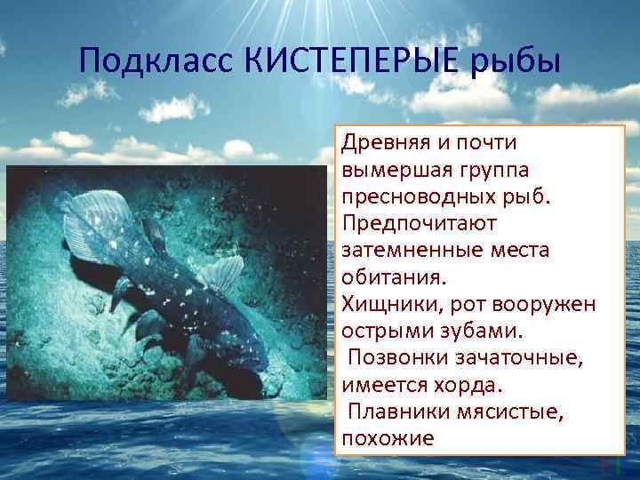 Подкласс КИСТЕПЕРЫЕ рыбы Древняя и почти вымершая группа пресноводных рыб. Предпочитают затемненные места обитания.