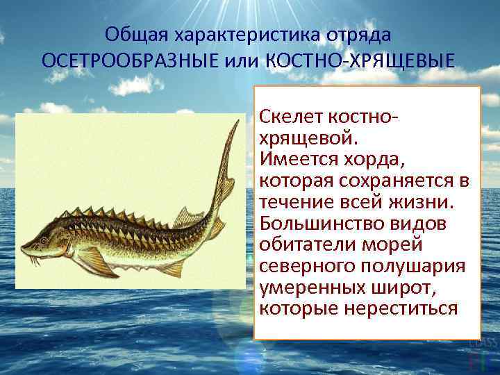 Общая характеристика отряда ОСЕТРООБРАЗНЫЕ или КОСТНО-ХРЯЩЕВЫЕ Скелет костнохрящевой. Имеется хорда, которая сохраняется в течение