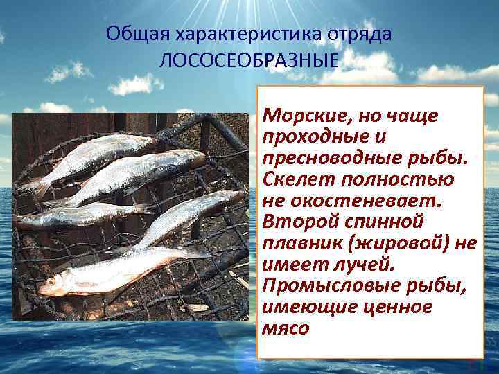 Общая характеристика отряда ЛОСОСЕОБРАЗНЫЕ Морские, но чаще проходные и пресноводные рыбы. Скелет полностью не
