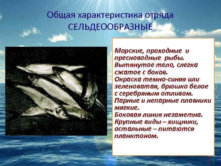 Общая характеристика отряда СЕЛЬДЕООБРАЗНЫЕ Морские, проходные и пресноводные рыбы. Вытянутое тело, слегка сжатое с