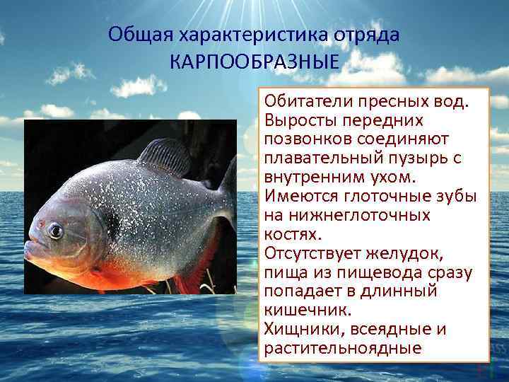 Общая характеристика отряда КАРПООБРАЗНЫЕ Обитатели пресных вод. Выросты передних позвонков соединяют плавательный пузырь с
