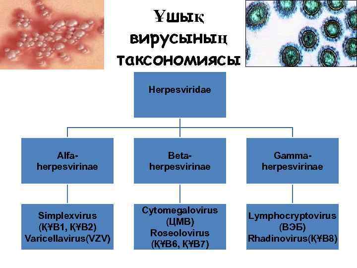 Ұшық вирусының таксономиясы Herpesviridae Alfaherpesvirinae Betaherpesvirinae Gammaherpesvirinae Simplexvirus (ҚҰВ 1, ҚҰВ 2) Varicellavirus(VZV) Cytomegalovirus