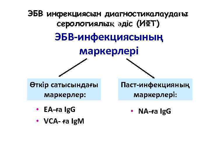 ЭБВ инфекциясын диагностикалаудағы серологиялық әдіс (ИФТ) ЭБВ-инфекциясының маркерлері Өткір сатысындағы маркерлер: • EA-ға Ig.