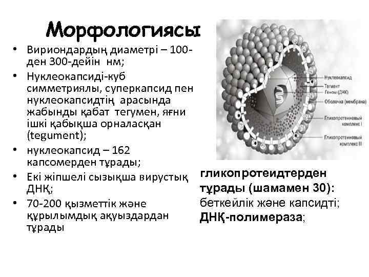 Морфологиясы • Вириондардың диаметрі – 100 ден 300 -дейін нм; • Нуклеокапсиді-куб симметриялы, суперкапсид