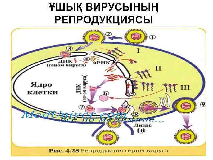 ҰШЫҚ ВИРУСЫНЫҢ РЕПРОДУКЦИЯСЫ 