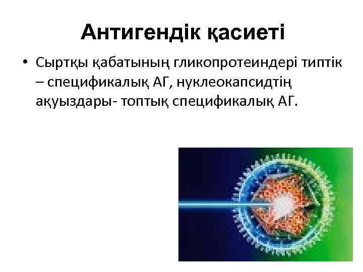 Антигендік қасиеті • Сыртқы қабатының гликопротеиндері типтік – спецификалық АГ, нуклеокапсидтің ақуыздары- топтық спецификалық
