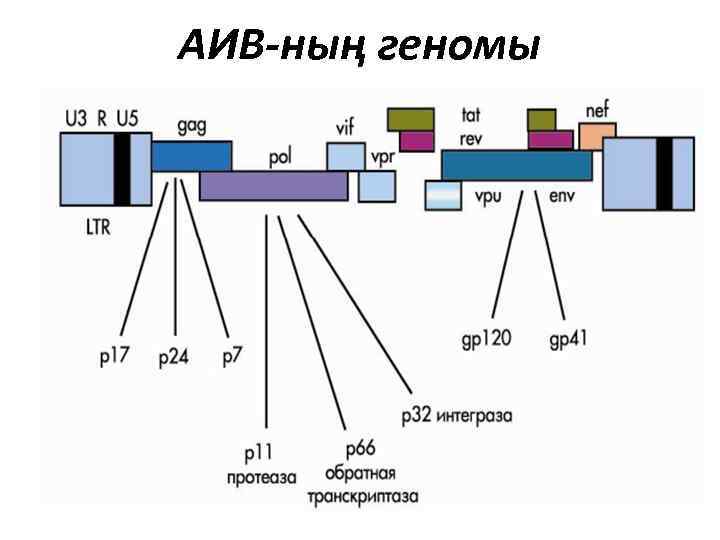 АИВ-ның геномы 