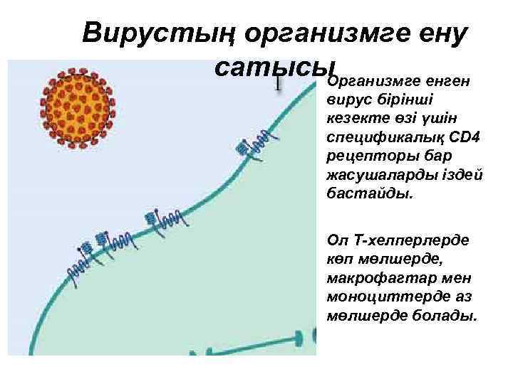 Вирустың организмге ену сатысы Организмге енген вирус бірінші кезекте өзі үшін спецификалық CD 4